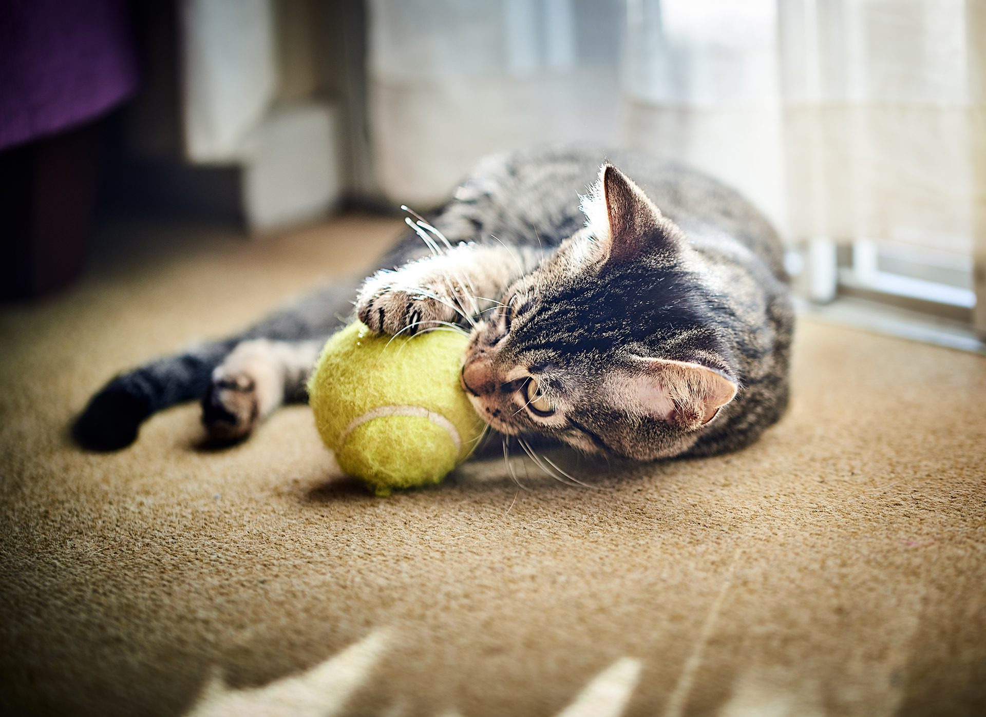 Cat playing with a tennis ball